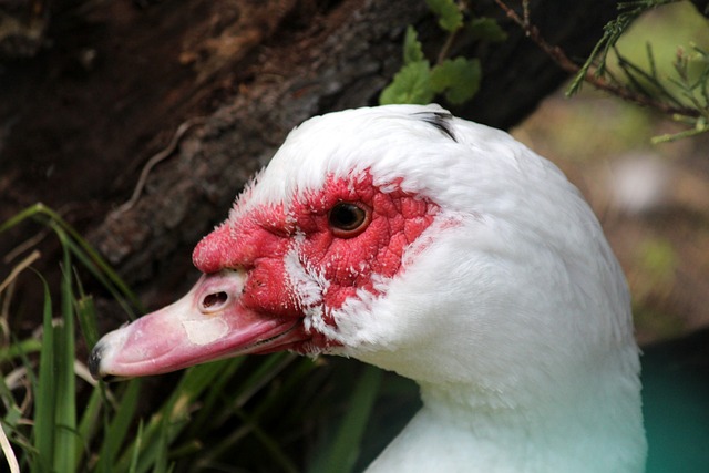 世界杯墨西哥球场附近挖出456袋人体遗骸，部分死亡不到1年