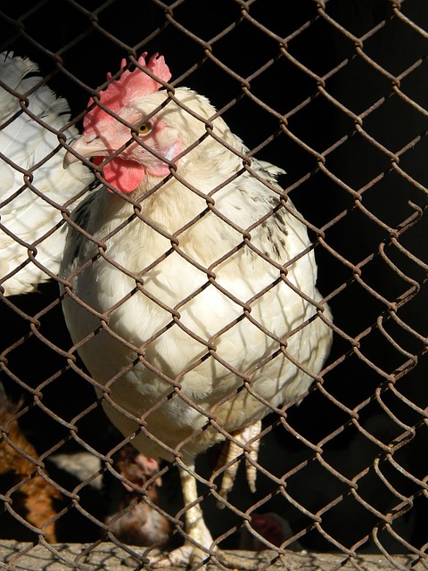 她赢得了广 她赢得了广