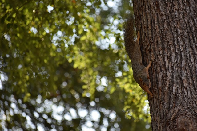 育俱樂部的 育俱樂部的